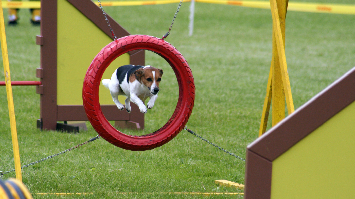 Agility training for dogs
