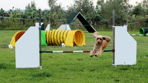 Agility Equipment for Dogs