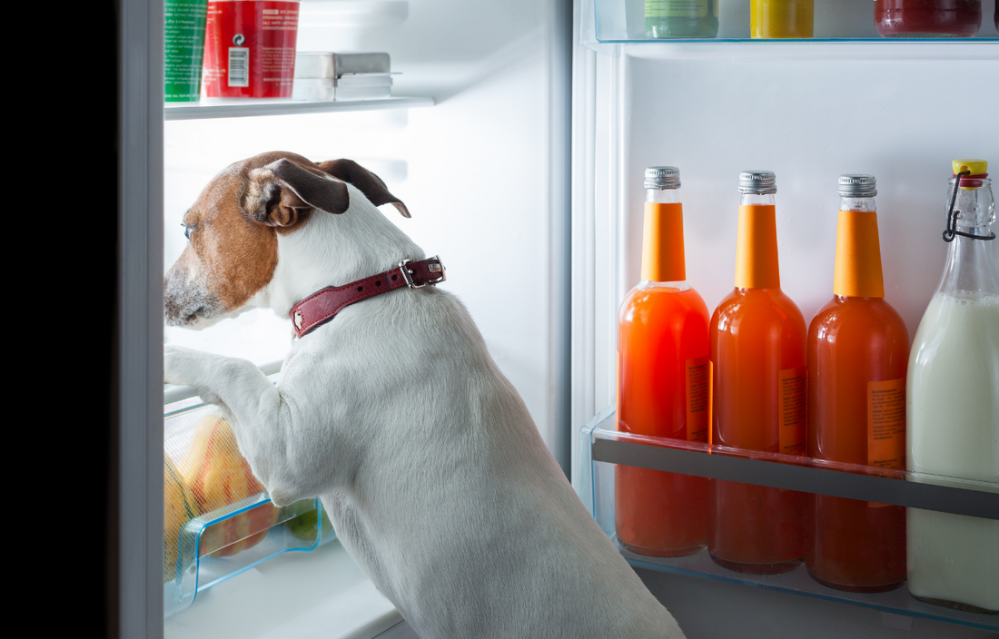 Dog searching food inside refrigerator