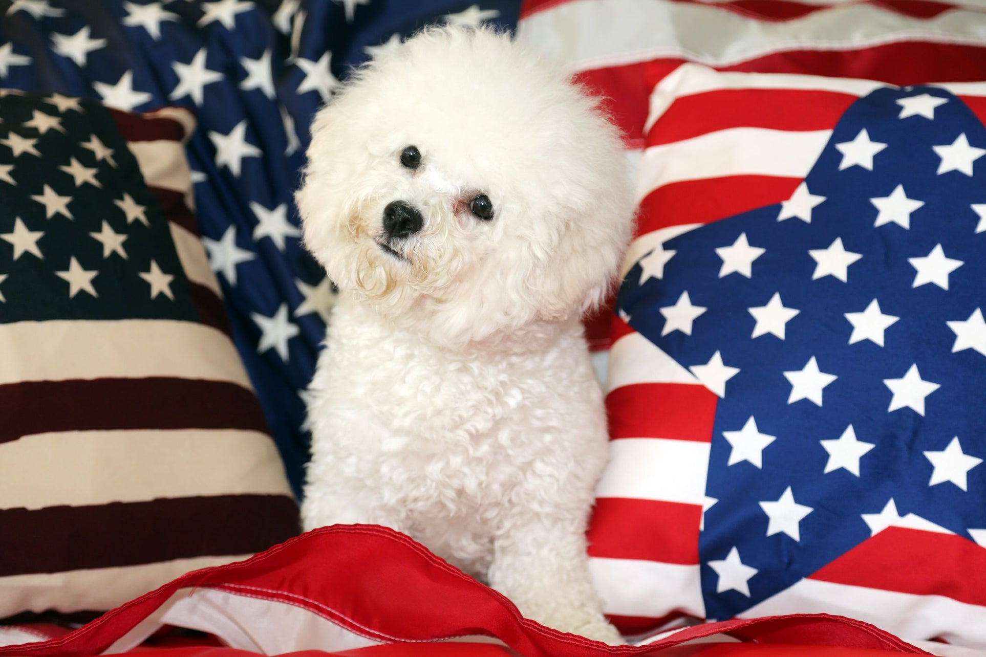 Dog with American fags
