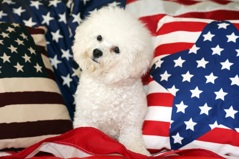 Dog with American fags