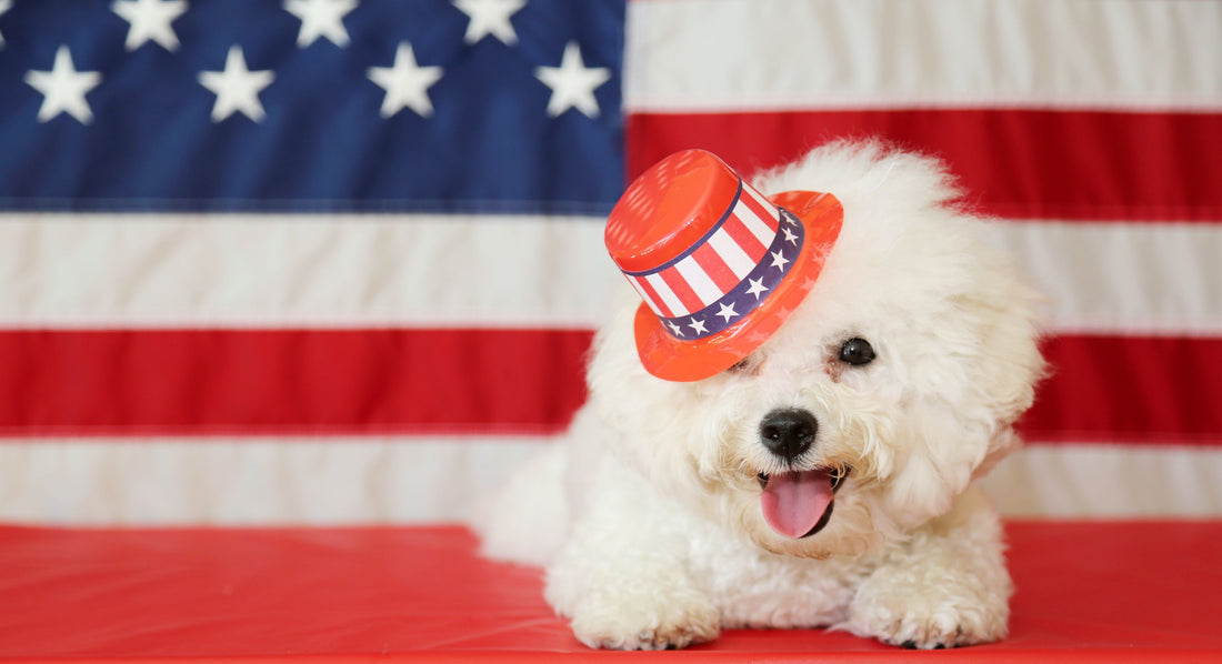 Blog posts Celebrating 4th of July with pets