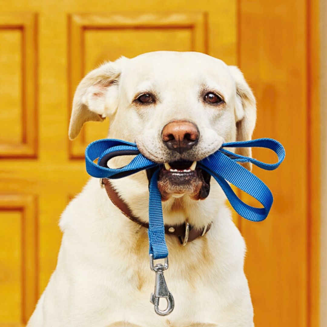 walk your dog month