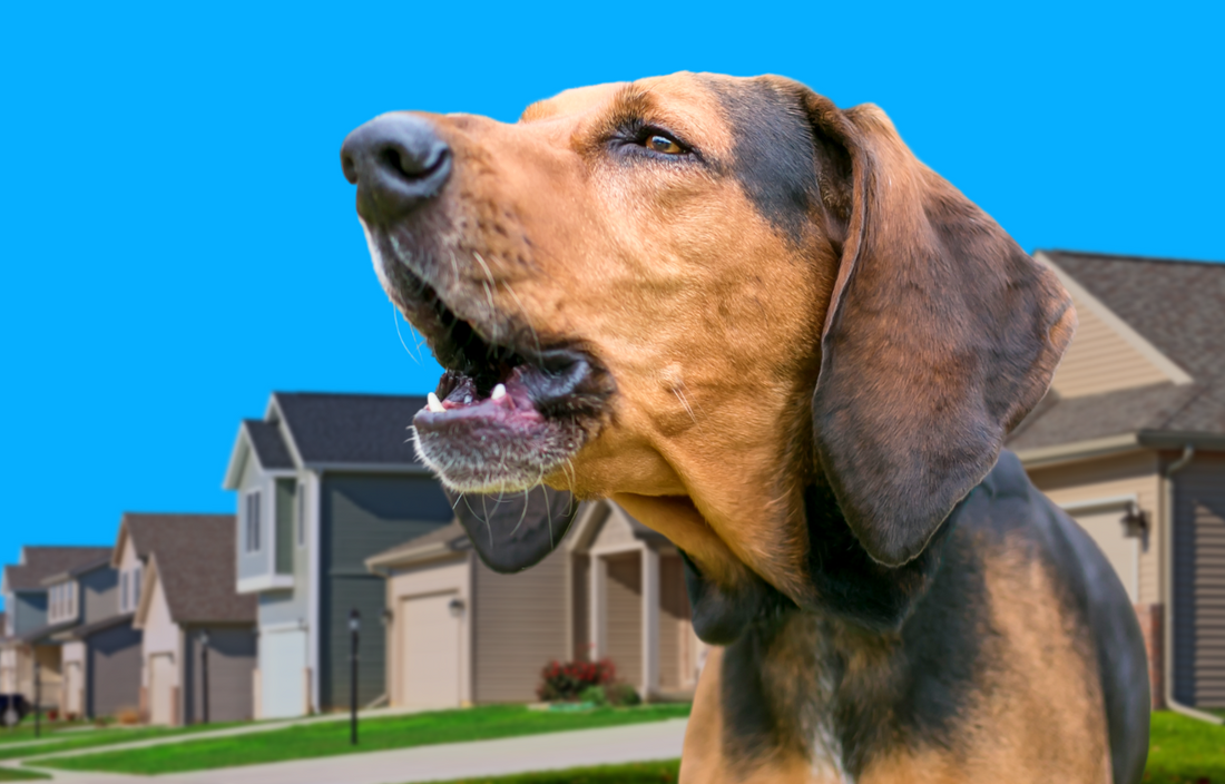 How To Stop Dogs From Barking All The Time