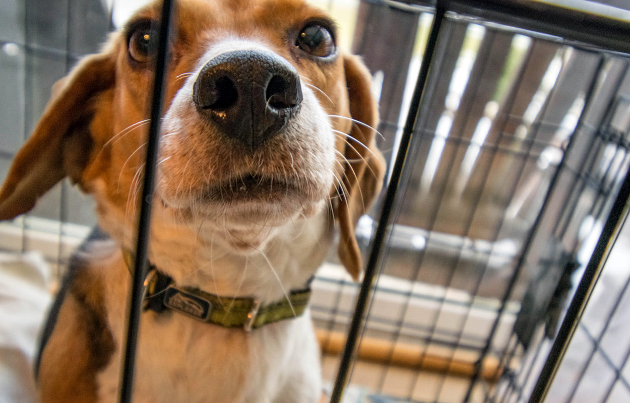 Adopting Rescues Dog in a cage