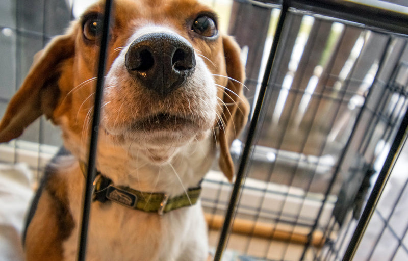 Adopting Rescues Dog in a cage