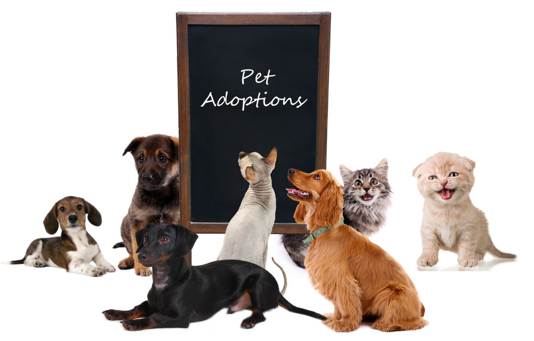 Adopt a Shelter Pet Day Vital Pet Life