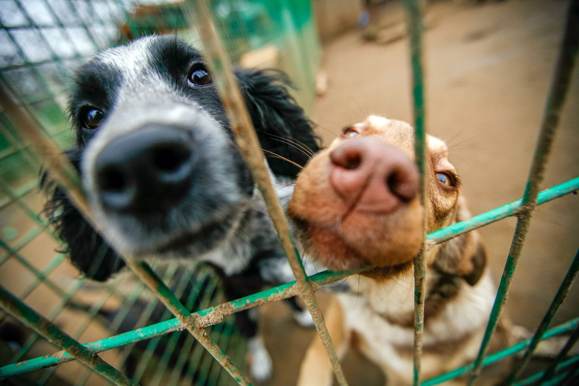 Shelter pets make the best pets