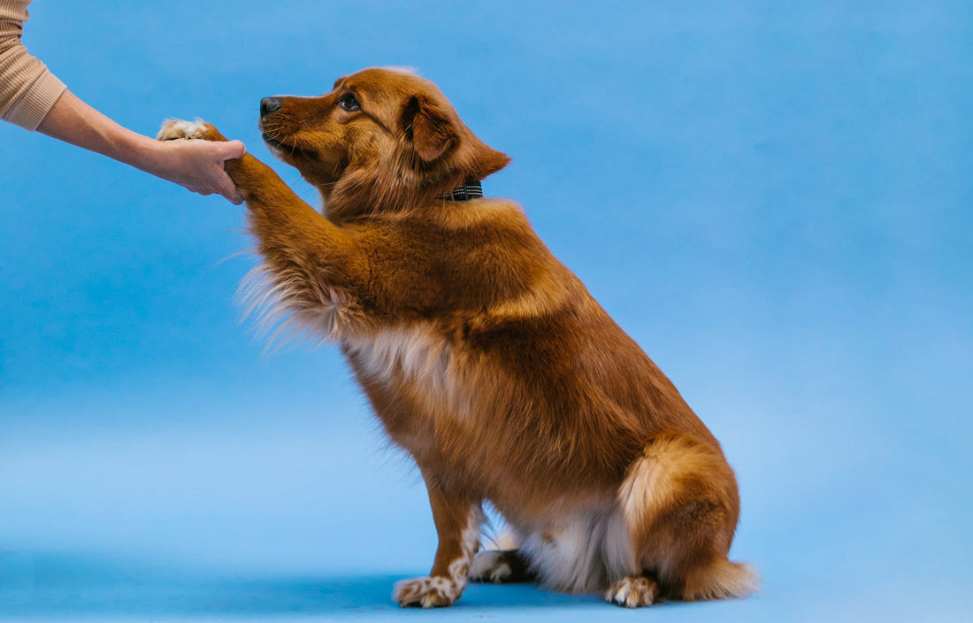 Benefits of Agility Training for You and Your Dog
