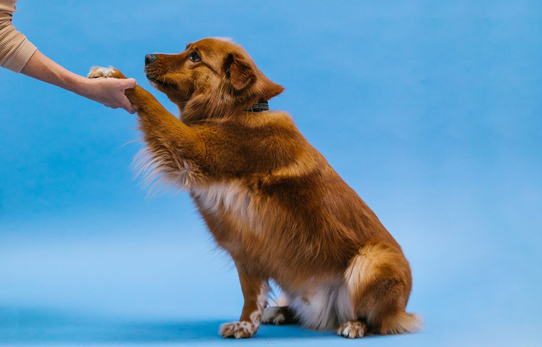 Benefits of Agility Training for You and Your Dog