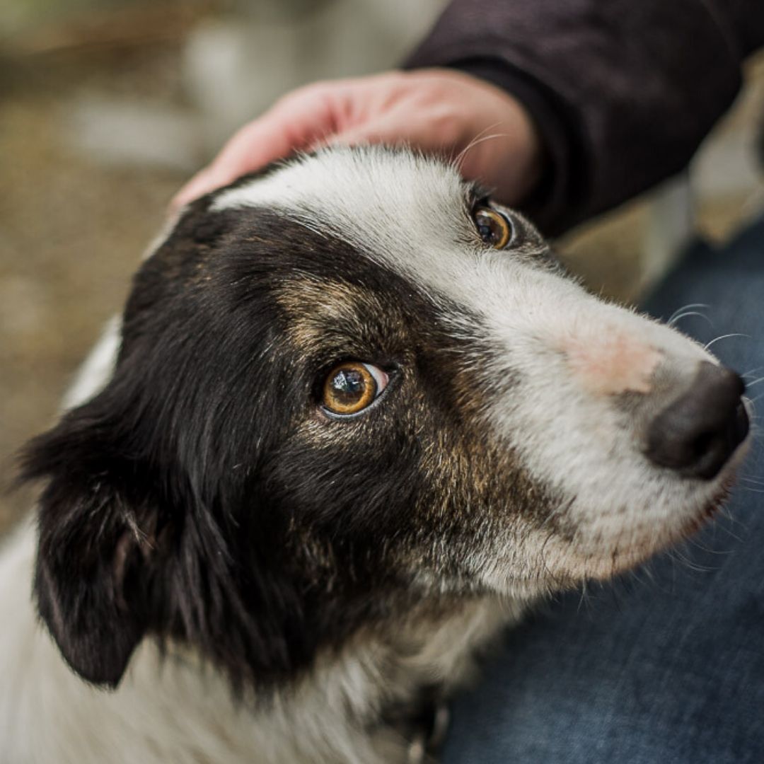 Owner petting his dog