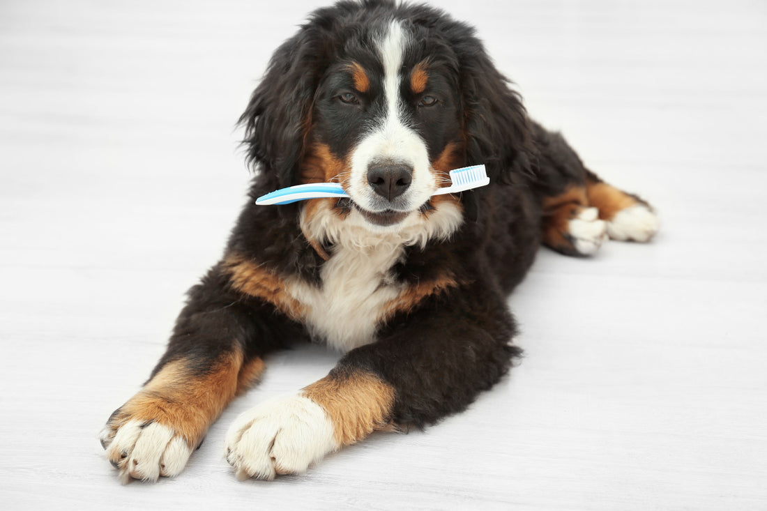 Dog biting toothbrush