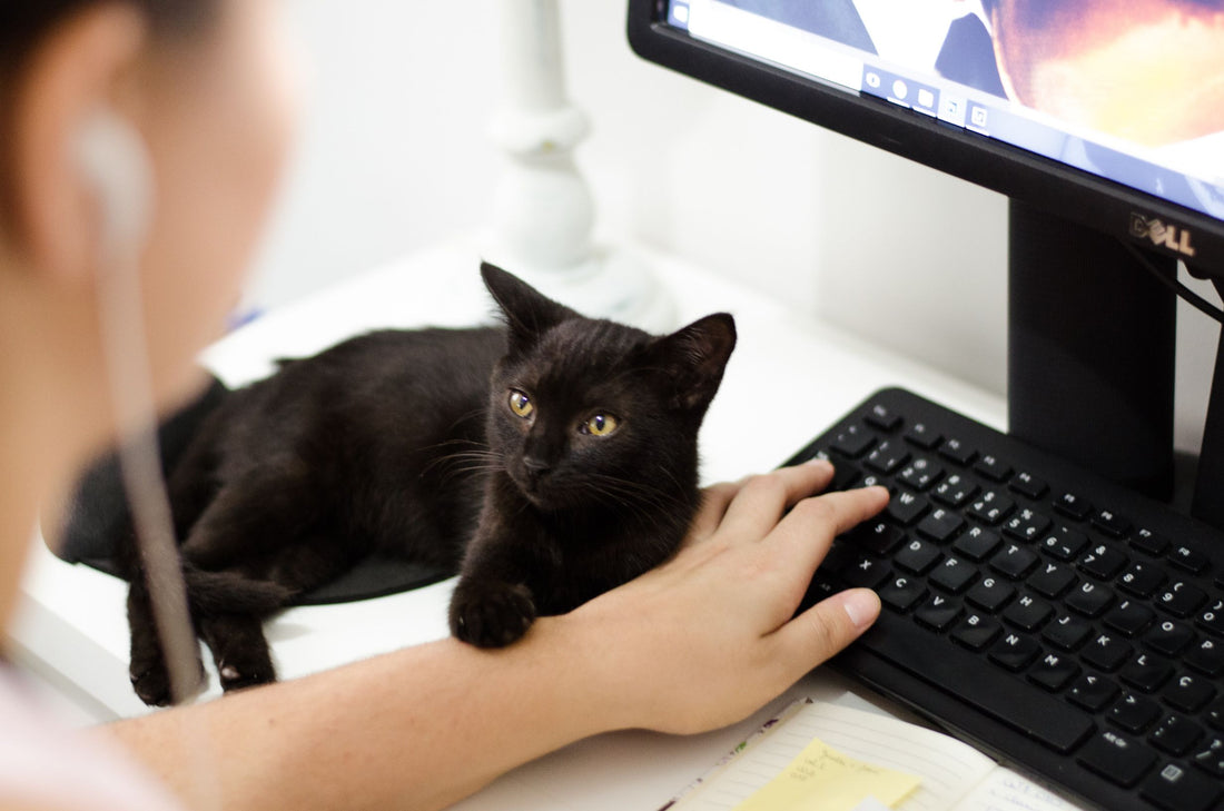Would You Take Your Cat to Work with You?