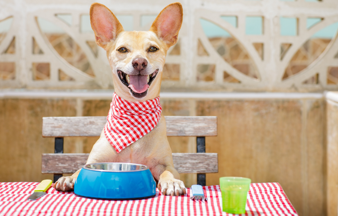 9 Fun and Clever Ways to Spoiling Your Dog