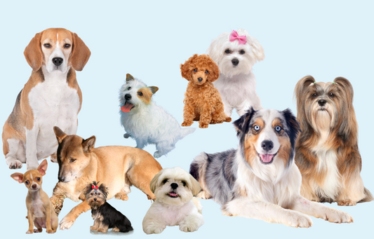 Dog Breeds That Live the Longest