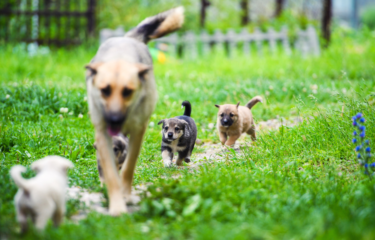 Dog with puppies