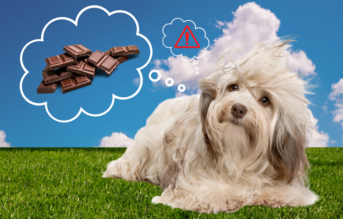 Chocolate is bad for dogs