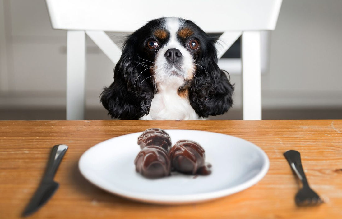 How Much Chocolate Dogs Can Eat?