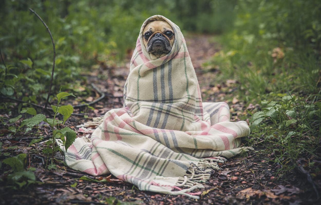Dog with a blanket