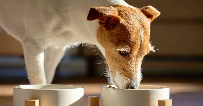 How Often Can You Give Salmon Oil To Dogs