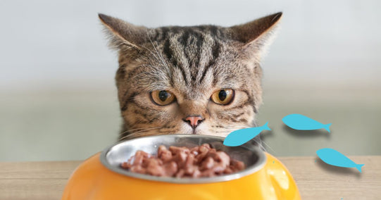 Best Salmon Oil for Pets: Ultimate Guide