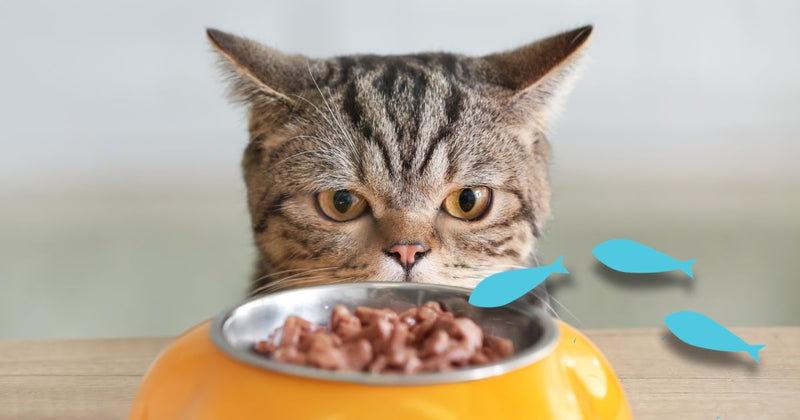 Best Salmon Oil for Pets: Ultimate Guide
