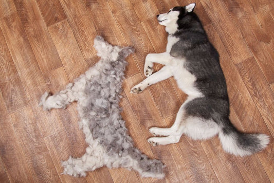 What Helps Dog Shedding