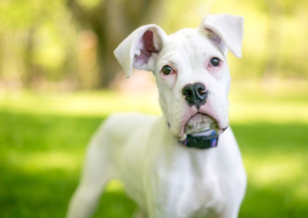 Deaf dog