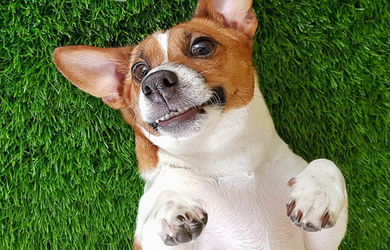 Dog showing teeth