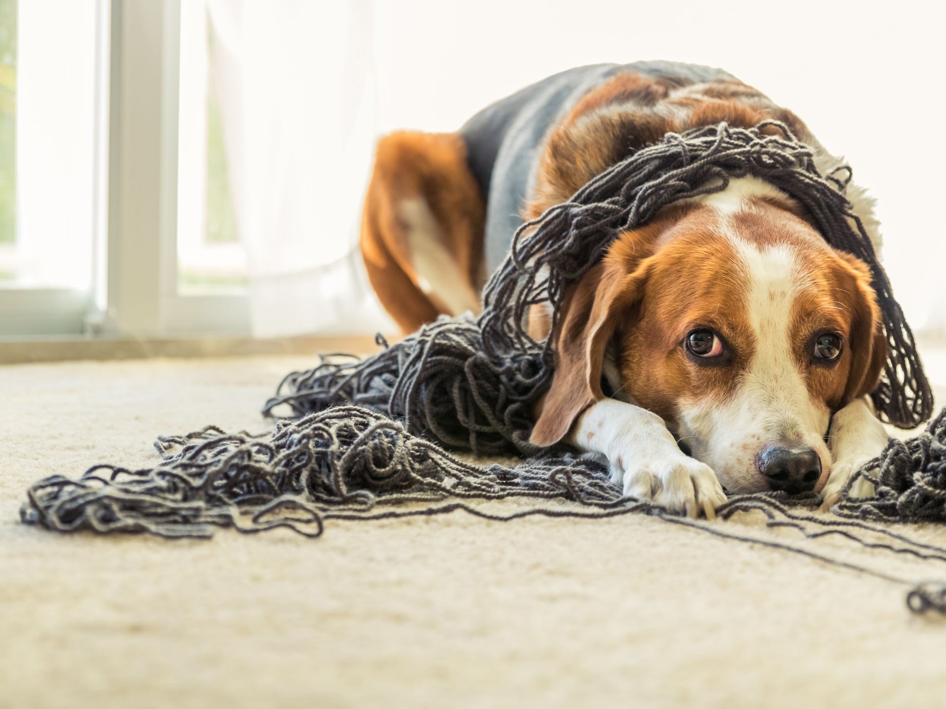 How to Prevent Pet Separation Anxiety?