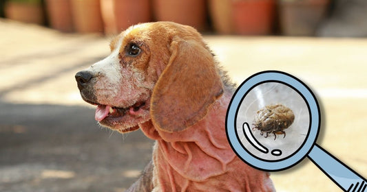 Dog Mange: Causes, Symptoms, and Successful Treatment
