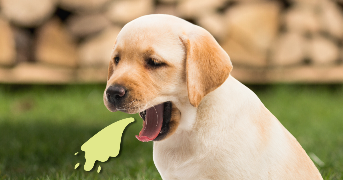 Dog Vomiting: Causes, Symptoms, and Treatment Guide — Vital Pet Life