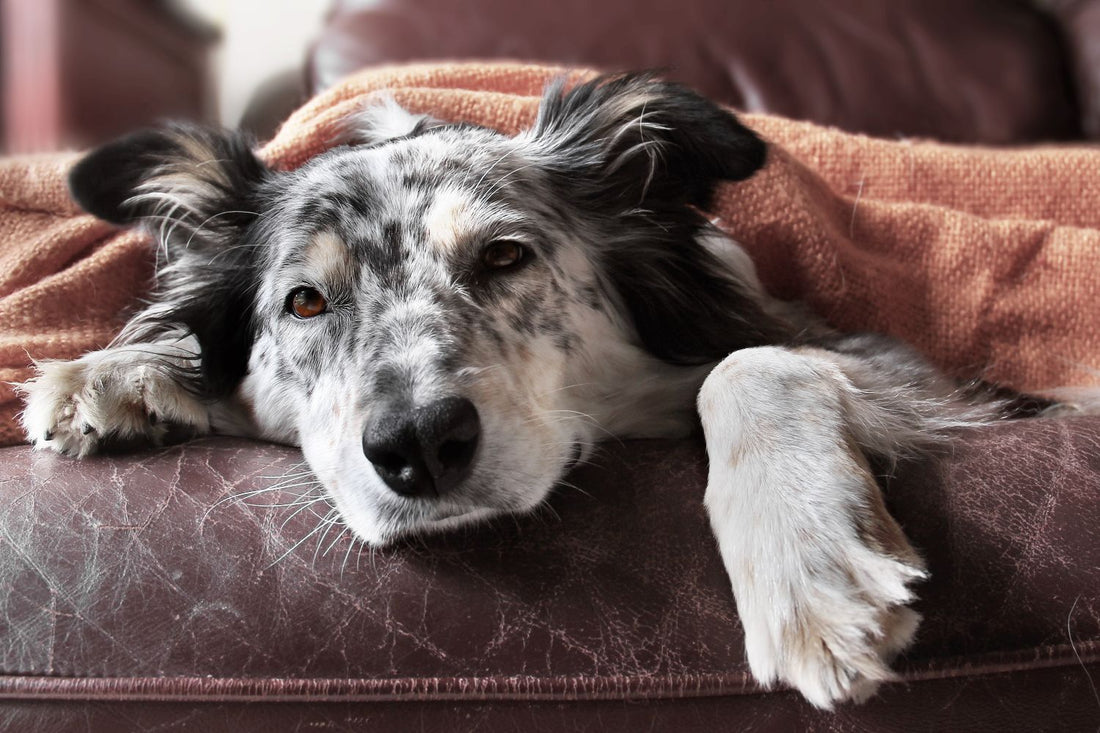 Canine Lymphoma Awareness Day