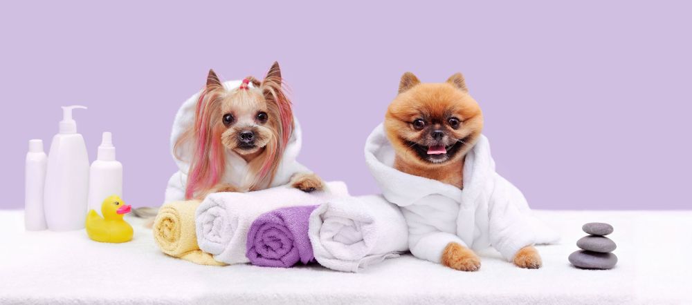 Why Scented Shampoos Are BAD for Your Dog