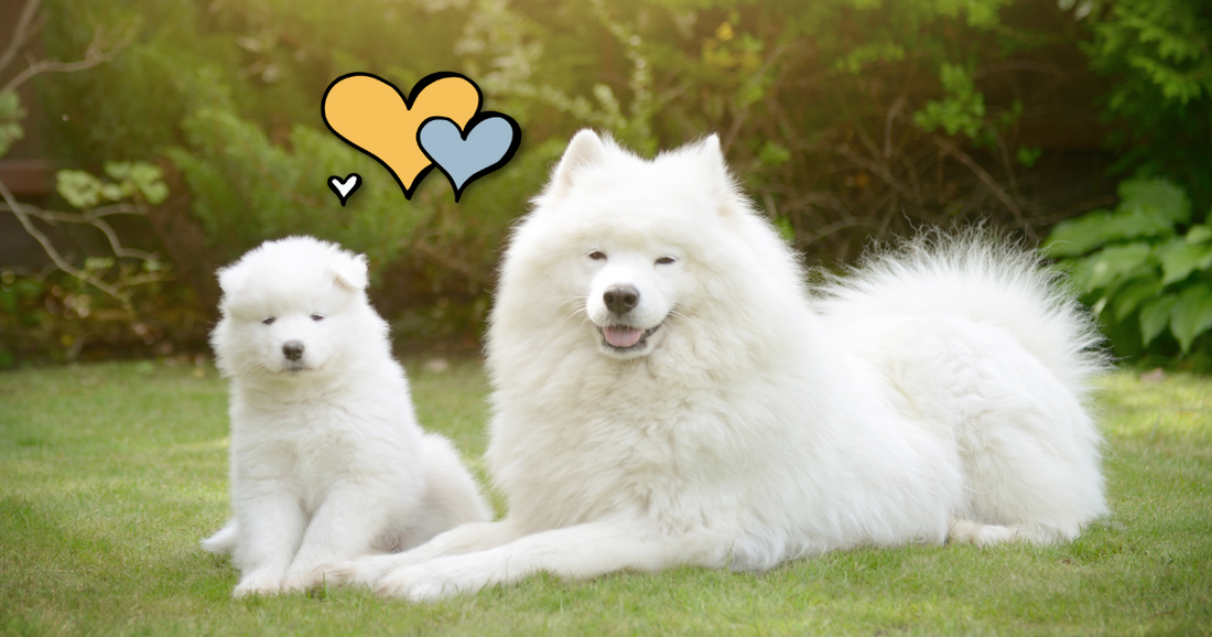 Dogs vs. Puppies Key Differences and Best Care Practices Vital
