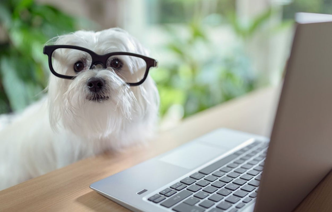 Dog with glasses and a laptop
