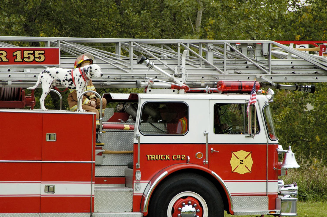 Dog in Firetruck
