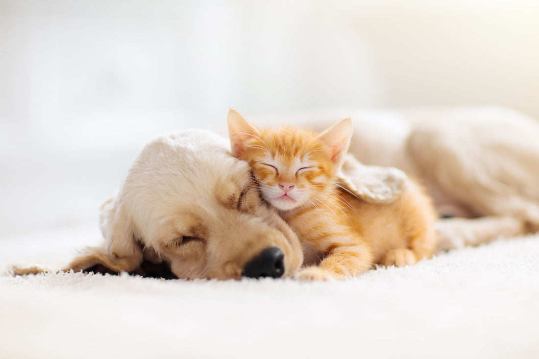 foster paw-rent