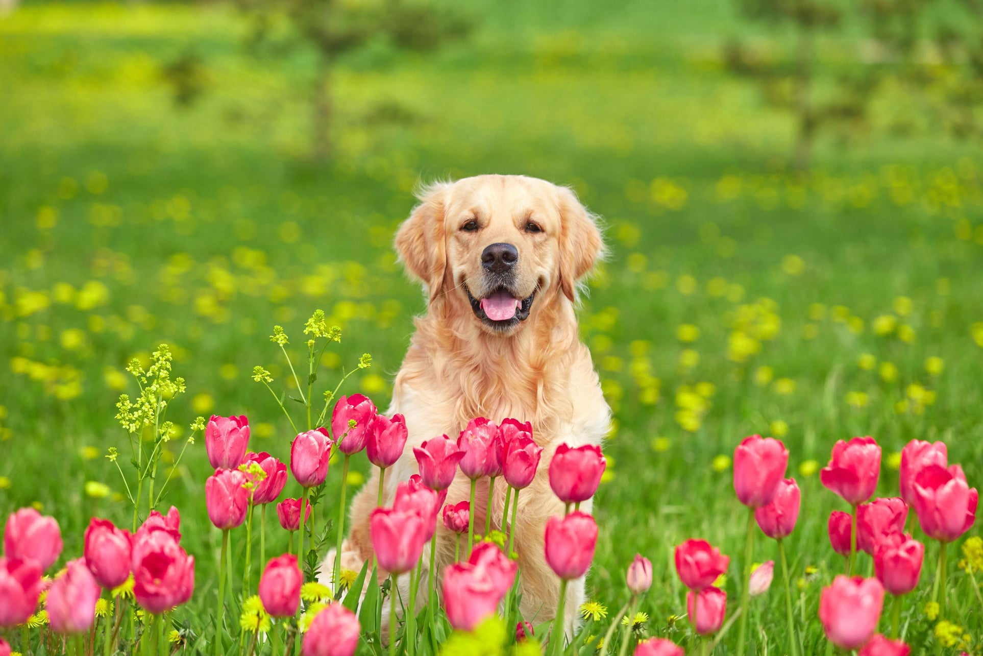 Golden Retriever Dog