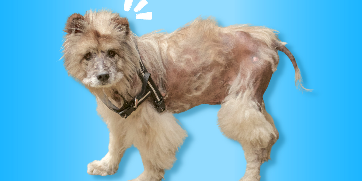 A Hair Situation How To Combat Hair Loss In Dogs Vital Pet Life
