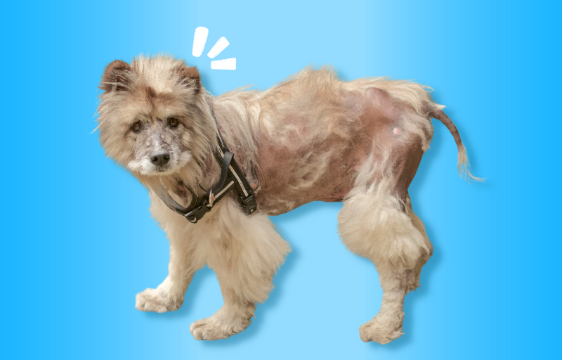 Hair loss in dogs
