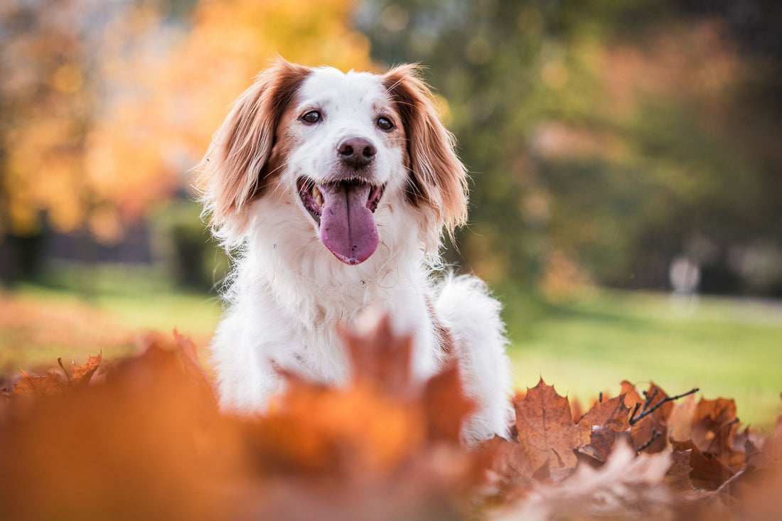 Happy pet