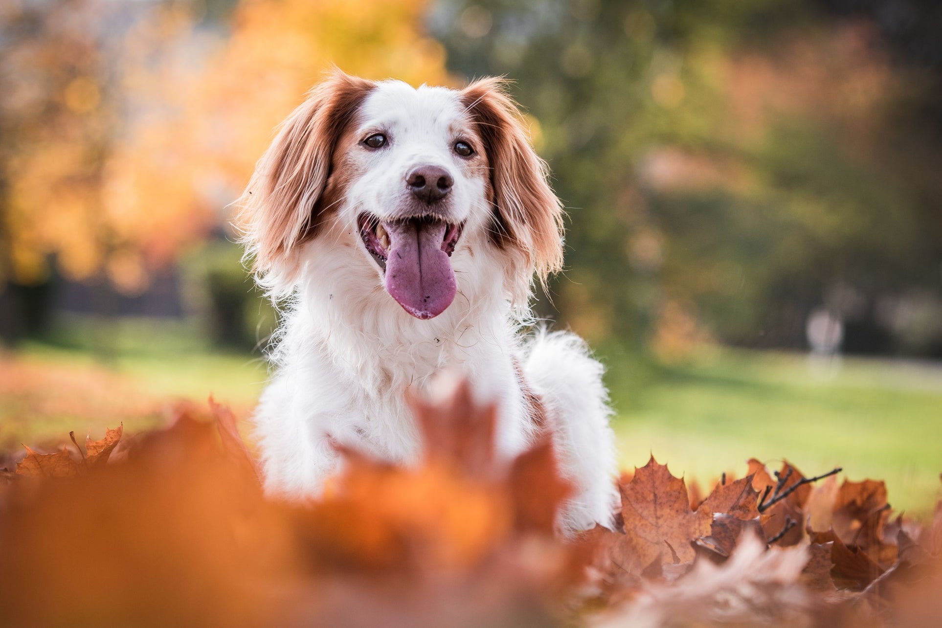 Happy pet