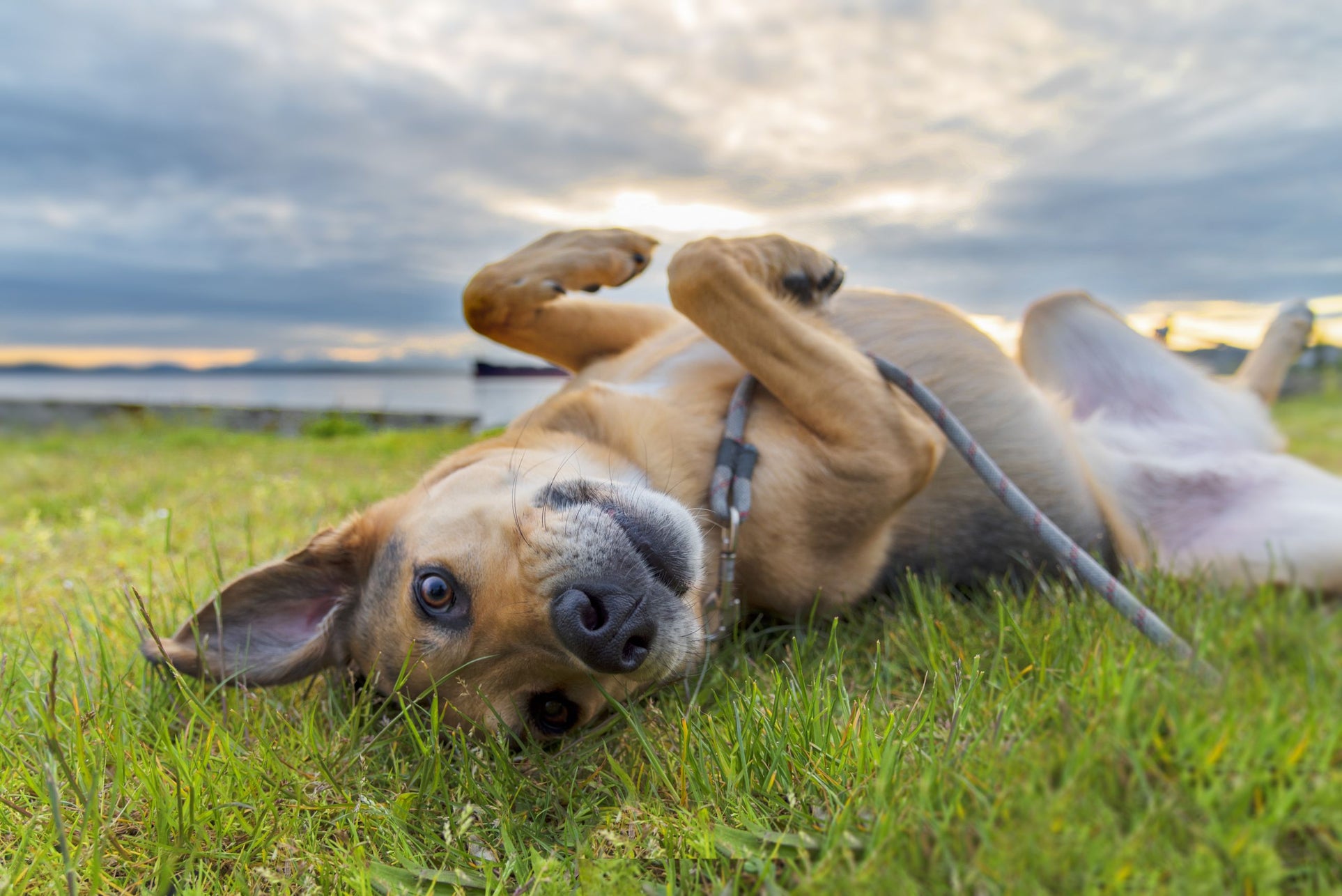 what is a mutt