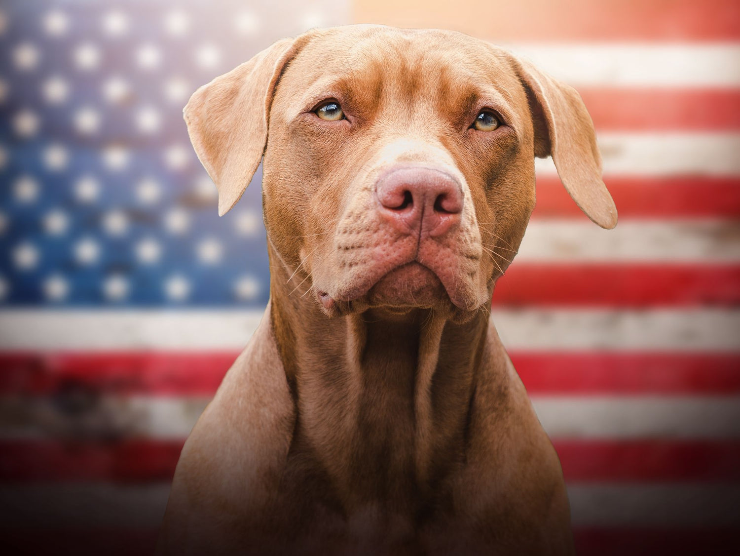 Ways to Celebrate Veterans Day - Vital Pet Life