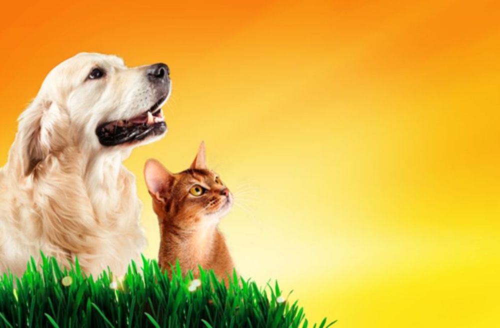National Holistic Pet Day 