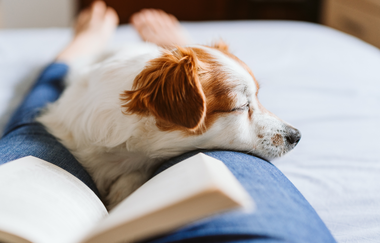 How do dogs show their love and affection