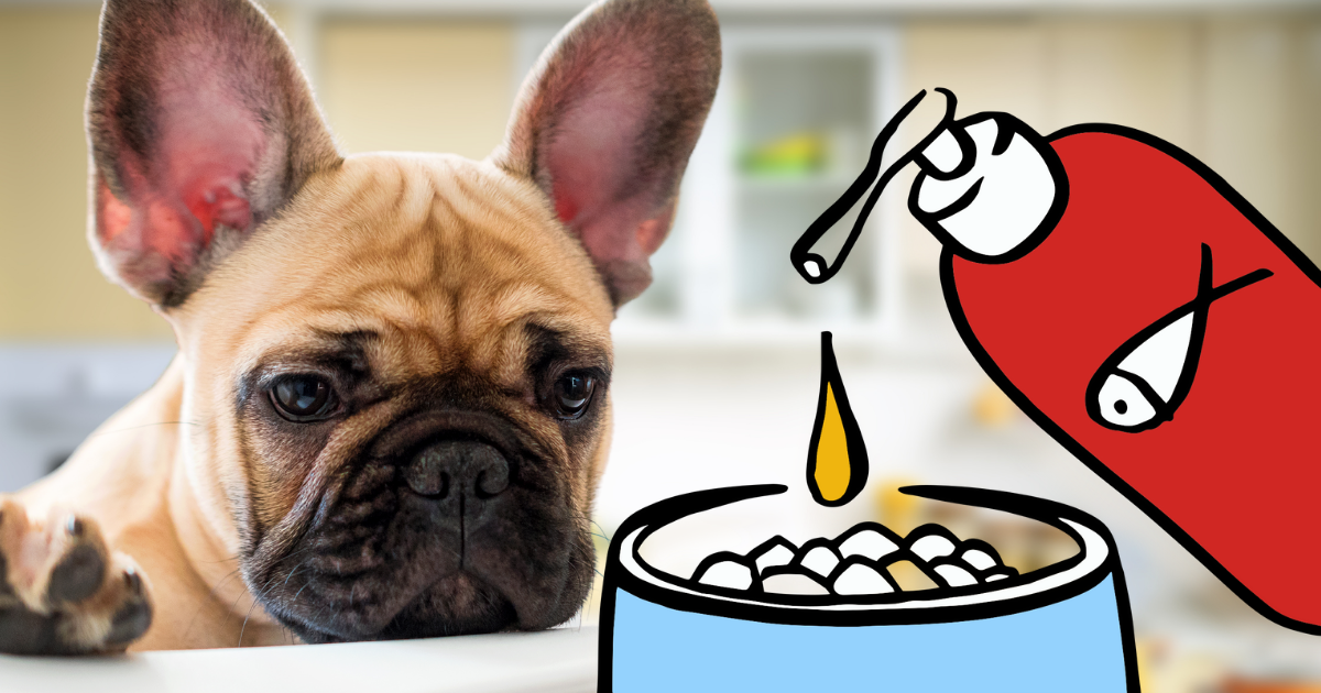 How Often Can You Give Salmon Oil To Dogs