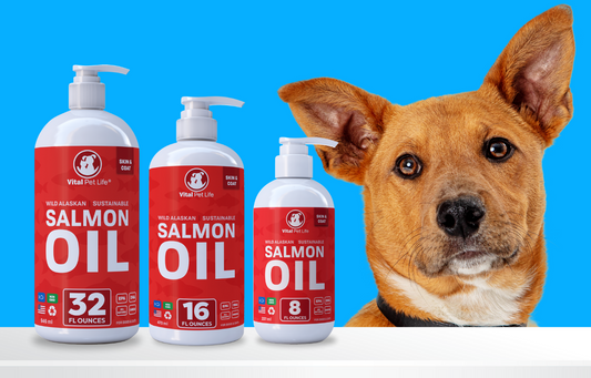How To Properly Store Salmon Oil For Dogs