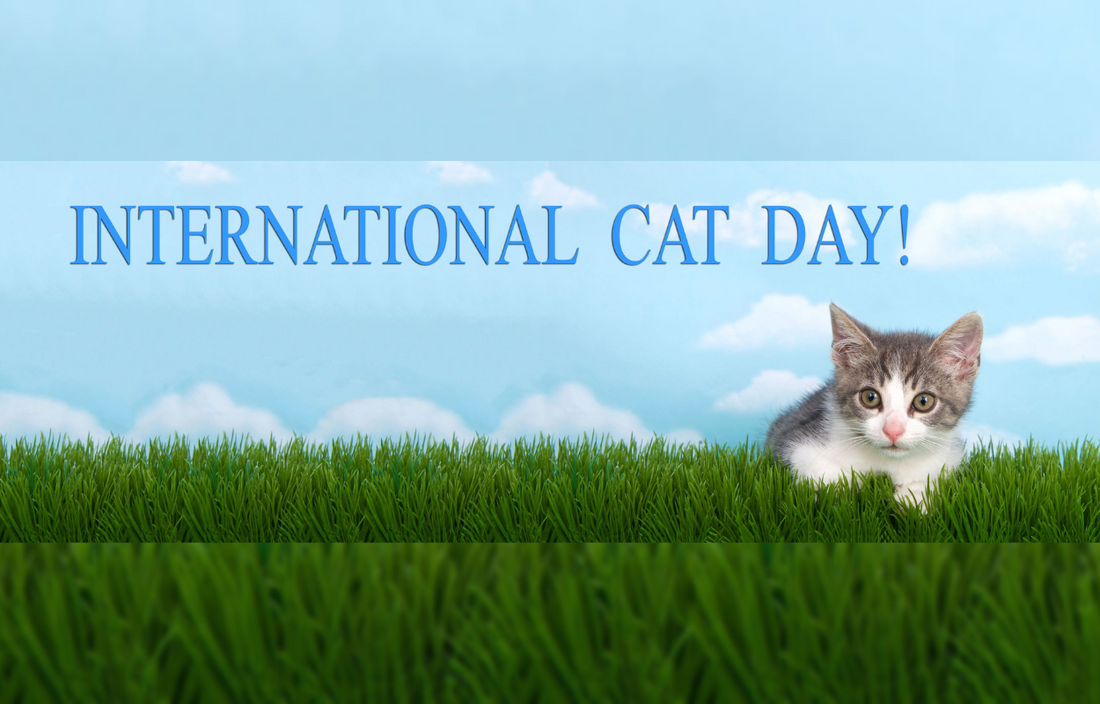 International Cat Day History and Celebration Vital Pet Life